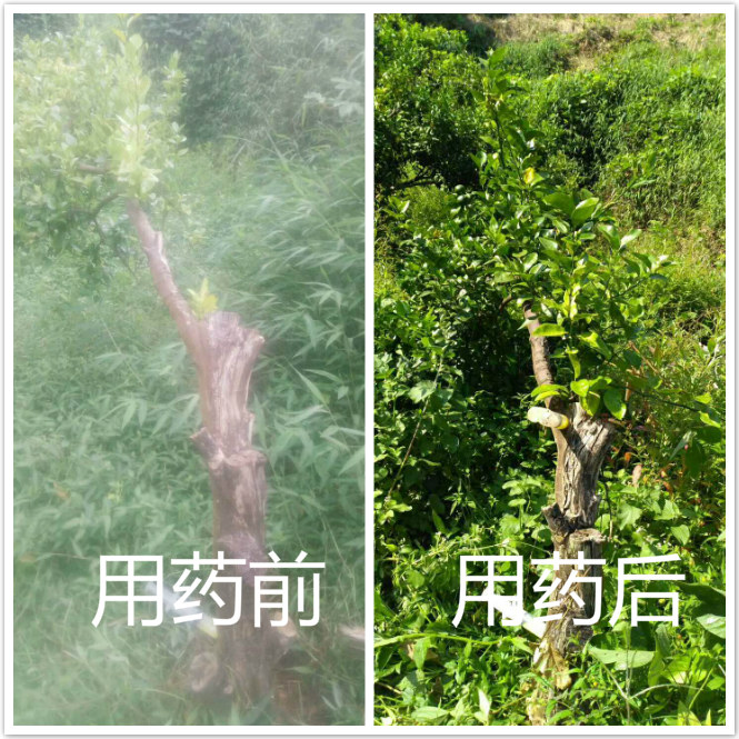 柑桔黄化病如何医治 