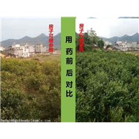 根治柑橘黄龙病的办法 