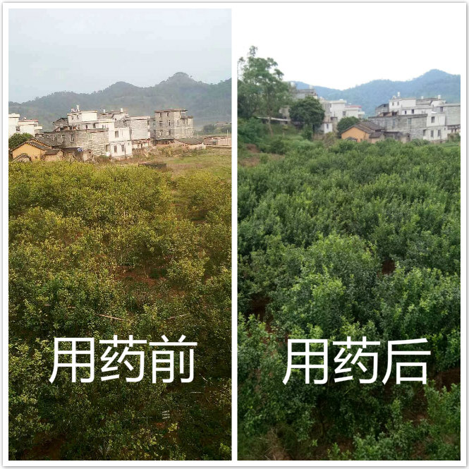 治疗柑桔黄龙病防治经验 