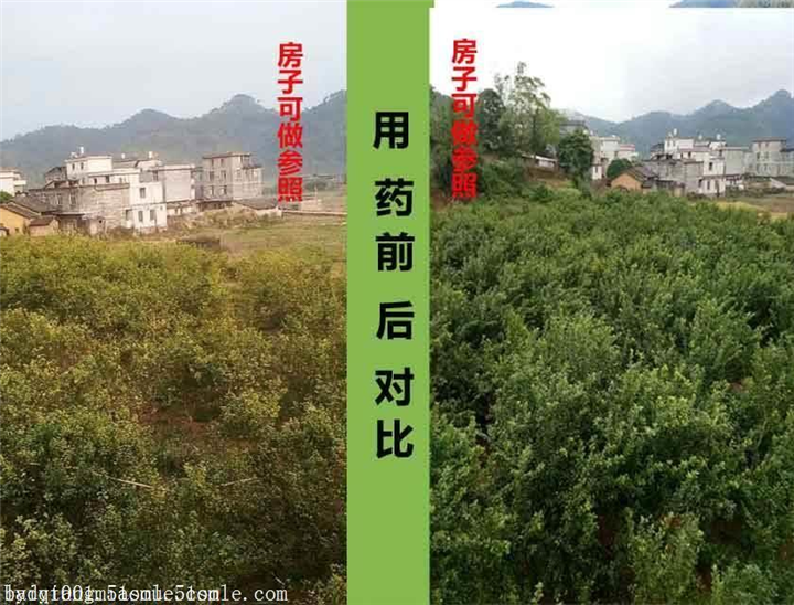 柑桔黄化病有药治疗吗