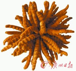 海南冬虫夏草回收