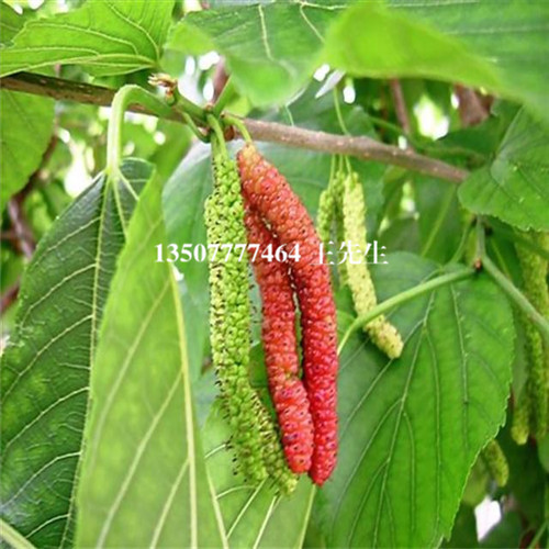 云南长果桑苗，昆明长果桑苗，云南果苗 