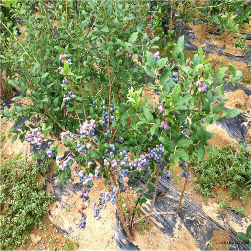 中山蓝莓苗，珠海蓝莓苗，广东蓝莓苗基地 