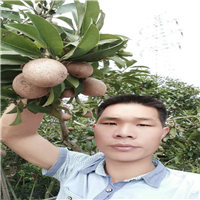 广州人心果苗，增城人心果苗，广东果苗 