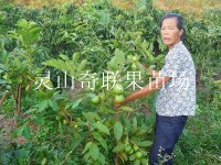 东莞果苗批发\东莞石榴苗\广东石榴苗基地 