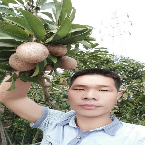 广州人心果苗，增城人心果苗，广东果苗 
