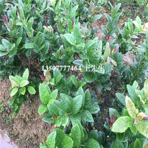 广东柠檬苗\广州柠檬苗\增城柠檬苗批发 