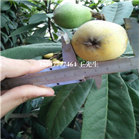 广东枇杷苗基地-惠州枇杷苗-博罗枇杷苗批发 