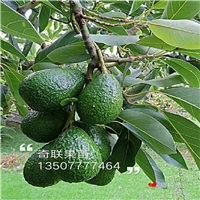 灵山果苗，灵山牛油果苗，广东牛油果苗