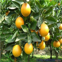 出售夏橙苗、博罗夏橙苗、惠州夏橙苗价格 