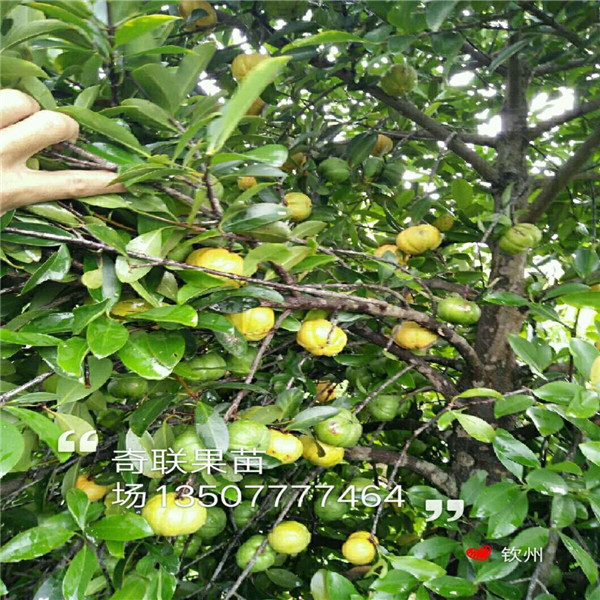 云南岭南山竹苗基地，云南岭南山竹苗价格