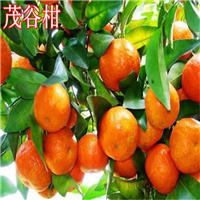 广东茂谷柑苗，惠州茂谷柑苗，河源茂谷柑苗