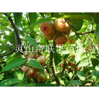 惠州莲雾苗，出售莲雾苗，惠州莲雾苗批发 
