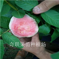 河源西瓜芭乐-惠州西瓜芭乐-广东西瓜芭乐 