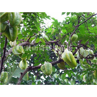 深圳杨桃苗，广州杨桃苗，河源杨桃苗 