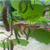 东莞长果桑苗基地，广州长果桑苗供应商 