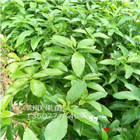 惠州牛油果苗批发价格，肇庆牛油果苗
