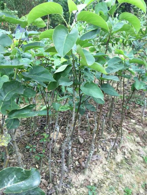 广西果树苗，广西沙梨苗，灵山沙梨苗基地 