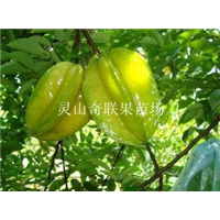 广东果树苗，广东杨桃苗，惠州杨桃苗批发 