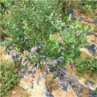 中山蓝莓苗，珠海蓝莓苗，广东蓝莓苗基地 