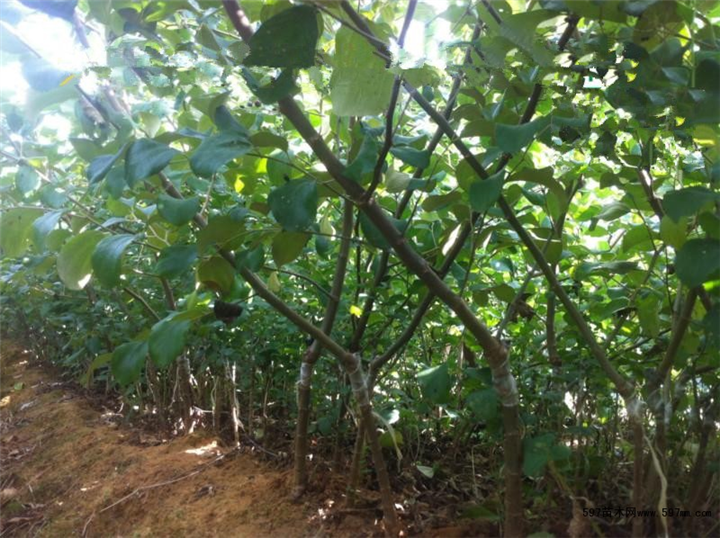 深圳青枣苗\广州青枣苗\惠州青枣苗基地 