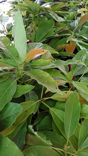 供应牛油果苗，惠州牛油果苗，广东牛油果苗 