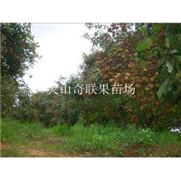 哪里的龙眼苗好？惠州龙眼苗批发基地 