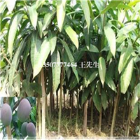 灵山芒果苗，钦州芒果苗，广西芒果苗批发