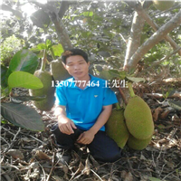 广东菠萝蜜苗基地，广东菠萝蜜苗，广东果苗