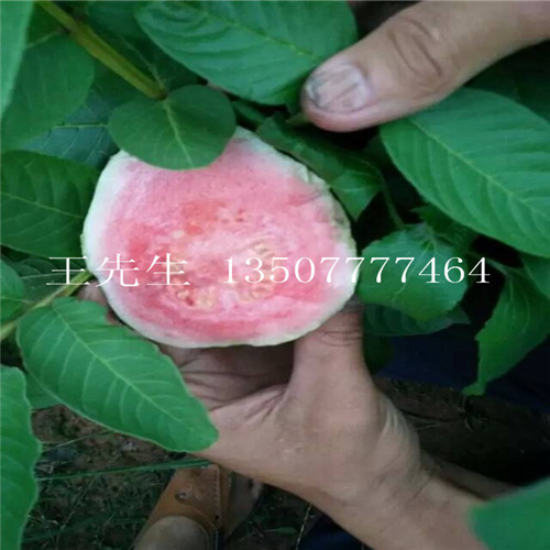 河源番石榴苗，惠州番石榴苗，广东番石榴苗基地 