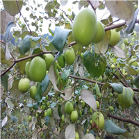 江门青枣苗/珠海青枣苗/清远青枣苗价格 