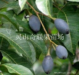广东哪里有黑橄榄苗卖？惠州黑橄榄苗基地 