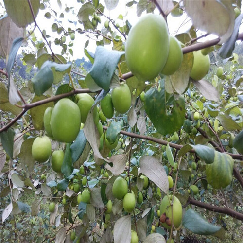 江门青枣苗/珠海青枣苗/清远青枣苗价格 