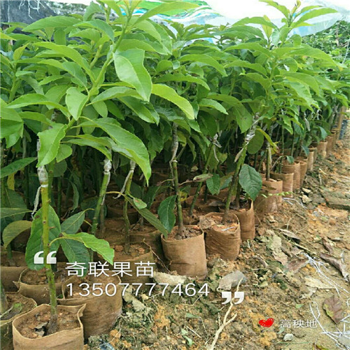 中山牛油果苗，惠州牛油果苗，江门牛油果苗