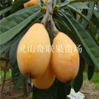 广东枇杷苗价格，广东枇杷苗，云浮枇杷苗