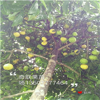 肇庆岭南山竹苗，信宜岭南山竹苗价格
