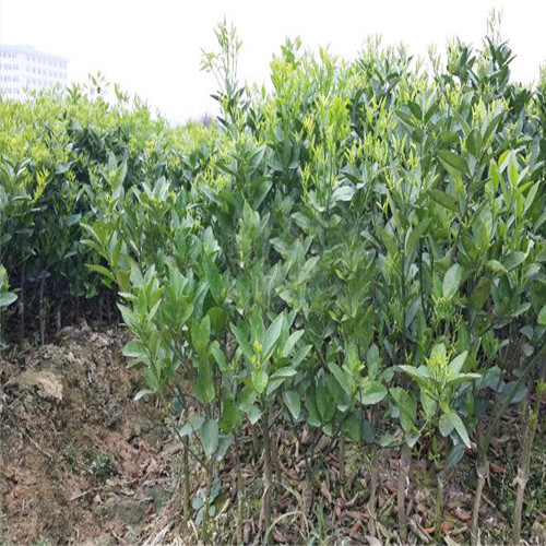 清远茂谷柑苗，中山茂谷柑苗，江门茂谷柑苗