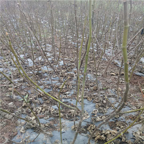 灵山无花果苗，钦州无花果苗，广西无花果苗基地 