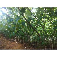 深圳青枣苗\广州青枣苗\惠州青枣苗基地 