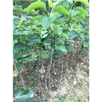 广西果树苗，广西沙梨苗，灵山沙梨苗基地 