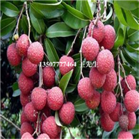 深圳荔枝苗，惠州荔枝苗，博罗荔枝苗基地 