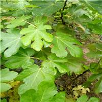 广东无花果苗基地，中山无花果苗，佛山无花果苗 