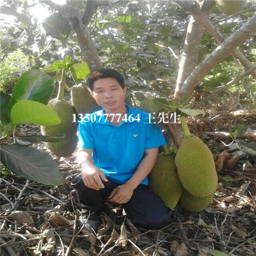 广东菠萝蜜苗基地，广东菠萝蜜苗，广东果苗