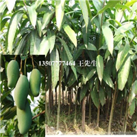 南宁芒果苗，桂林芒果苗，广西芒果苗基地
