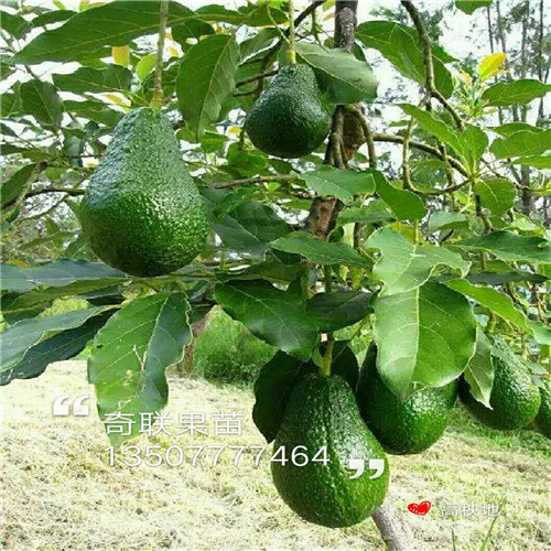 佛山牛油果苗，茂名牛油果苗，广东果苗批发