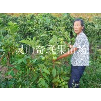 东莞果苗批发\东莞石榴苗\广东石榴苗基地 