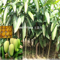 广东芒果苗，惠州芒果苗，惠州芒果苗批发