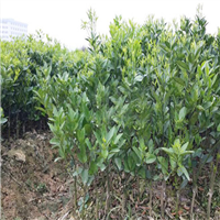 清远茂谷柑苗，中山茂谷柑苗，江门茂谷柑苗