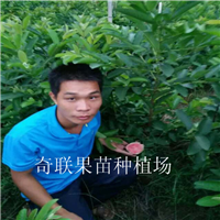 广东哪里有批发西瓜芭乐？惠州西瓜芭乐基地 