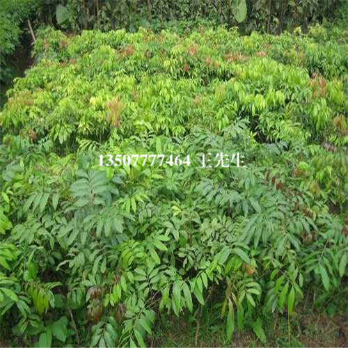 河源出售荔枝苗，河源荔枝苗大量供应 